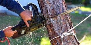 Professional Tree Care in Tacoma, WA