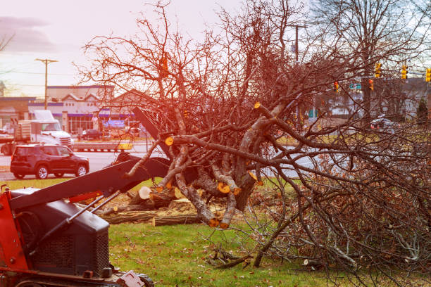 Best Tree Trimming and Pruning  in Tacoma, WA