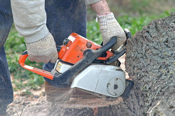 Best Tree Mulching  in Tacoma, WA