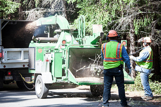 Best Tree Removal  in Tacoma, WA